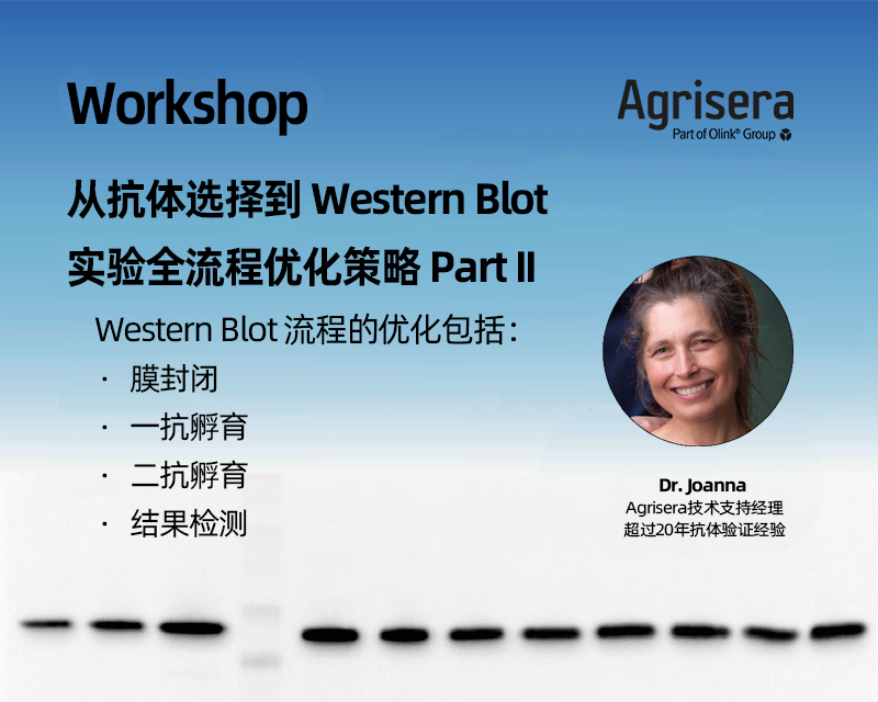 Agrisera講座Part II：Western Blot流程的優(yōu)化